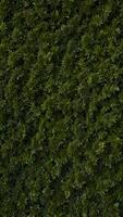 Green Hedge Botanic Pattern with Leafs background photo