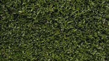 Green Hedge Botanical Pattern photo
