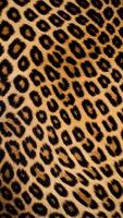 Leopard Spots pattern wildllife safari animal print photo