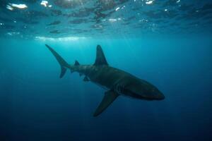 shark in deep dark sea ocean photo