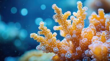 A close up of a bunch of coral photo