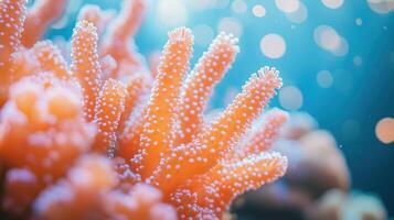 A close up of a bunch of coral photo
