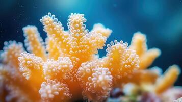 A close up of a bunch of coral photo