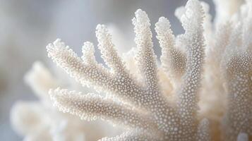 un cerca arriba de un manojo de blanco coral foto