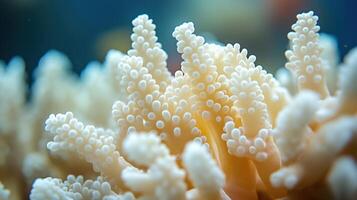 un cerca arriba de un manojo de blanco coral foto