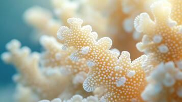 un cerca arriba de un manojo de blanco coral foto