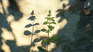 shadow of flowers photo