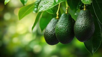 A lush avocado tree bearing ripe Hass avocados, the dark green fruits photo