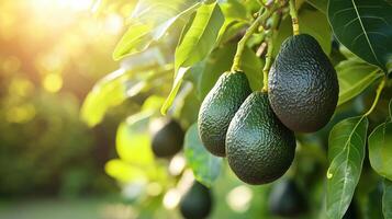 A lush avocado tree bearing ripe Hass avocados, the dark green fruits photo