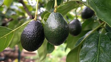 A lush avocado tree bearing ripe Hass avocados, the dark green fruits photo
