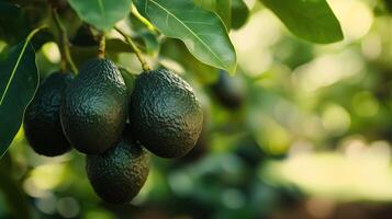 A lush avocado tree bearing ripe Hass avocados, the dark green fruits photo