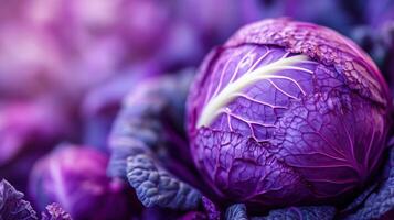 A close-up of a purple cabbage with a white stripe in the middle of its head photo