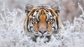 A Siberian Tiger Peering Through Frost-Covered Branches photo