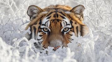 A Siberian Tiger Peering Through Frost-Covered Branches photo