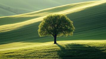 A lone tree graces the center of a lush green field photo
