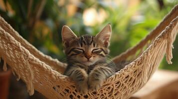 Kitten chilling in hamock, cat wallpaper photo
