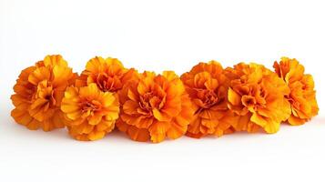 Marigold flowers garland isolated on white background photo