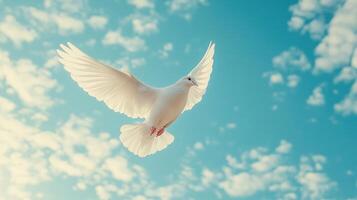 sky funeral background including a white dove and text copy space photo