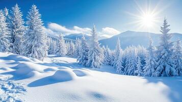 Beautiful snow covered fir forest on the mountain in winter photo
