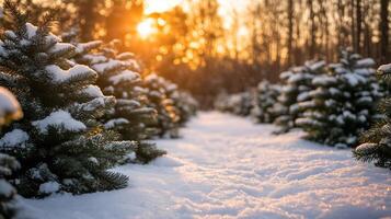 Christmas pine tree farm blanketed in white snow photo