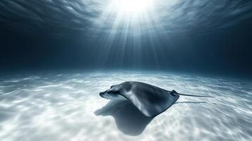 A lone manta ray swimming near the ocean floor photo