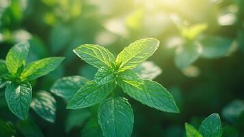Close-Up of Fresh Green Mint Leaves with Soft Focus Background photo