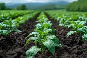 Vibrant Green Crops Growing in Fertile Soil on a Farm with Scenic Mountain View photo