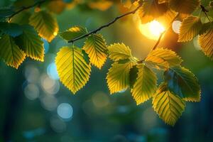 Sunlit Forest Foliage with Glowing Leaves and Bokeh Effect for Nature Design photo