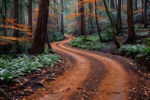 Serene Forest Path in Autumn with Vibrant Foliage and Misty Atmosphere photo