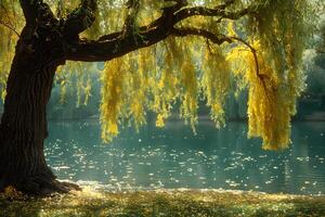 Serene Lakeside Willow Tree with Sunlit Branches in Tranquil Nature Setting photo