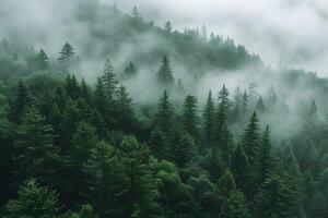 Mystical Foggy Forest Landscape with Lush Green Pine Trees in Scenic Mountain Setting photo