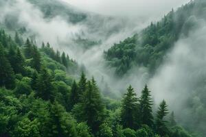 Enchanting Misty Forested Mountains Nature's Serenity and Tranquility photo