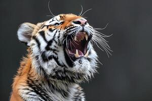 Majestic Tiger Roaring with Open Mouth - Wildlife Photography for Nature Lovers photo