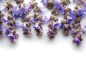 Purple Floral Elegance Fresh Lavender Sprigs on White Background for Aromatherapy and Home Decor photo