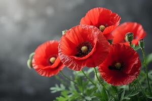 Vibrant Red Poppies in Bloom Against a Soft Focus Background for Floral Design and Decoration photo