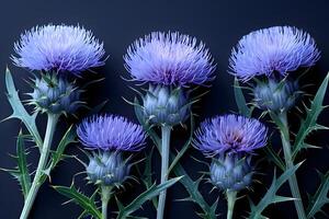 Elegant Arrangement of Purple Thistles on Dark Background for Botanical Design photo