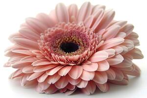 Soft Pink Gerbera Daisy on White Background for Floral Design photo