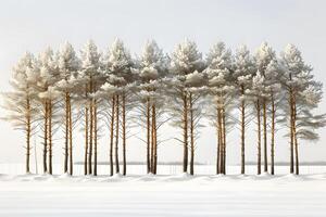 Serene Winter Landscape with Snow-Covered Pine Trees in a Tranquil Forest Setting photo