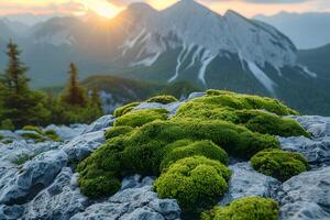 Majestic Mountain Landscape at Sunset with Vibrant Green Moss in the Foreground photo