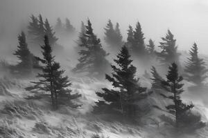 Misty Winter Forest Landscape with Snow-Covered Evergreen Trees on a Foggy Day photo