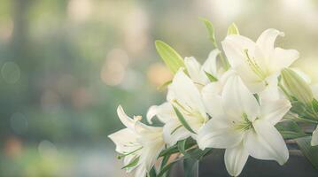 White lilies in a vase with a blurry background photo