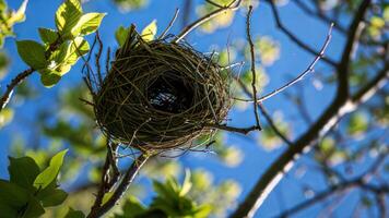 A bird nest is hanging from a tree branch photo