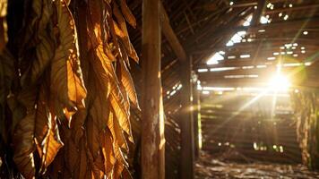A sun shining through a wooden structure photo