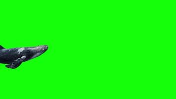 the whale is doing backflips Green Screen 3D Rendering Animation 4K video