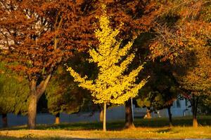 The leaves of the ginkgo trees turn yellow and fall in autumn photo