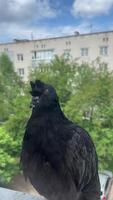 pigeon closeup portrait, bird on the window, rainy day, pigeon beautiful portrait, pigeons eyes in macro, vertical view video