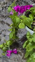 Heavy rain on a summer day. Wet drops on the branches. Wet plants photo
