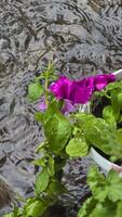 Heavy rain on a summer day. Wet drops on the branches. Wet plants photo