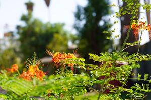A close up of a flower with orange flowers photo