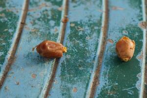 Two nuts on a green bench photo